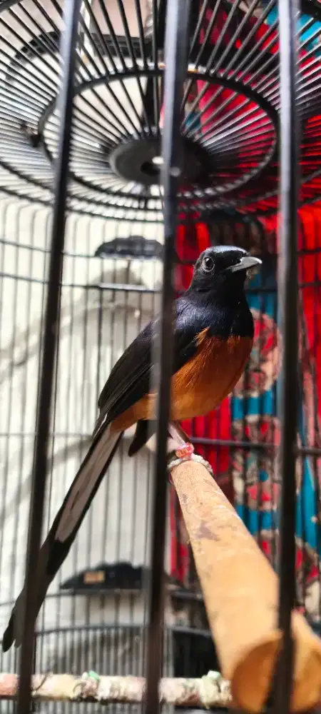 Murai Aceh Pastol Isian Mewah