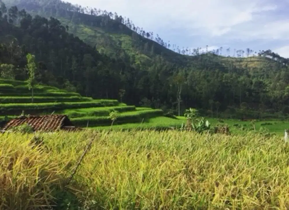 ART Nginap Cempaka Putih