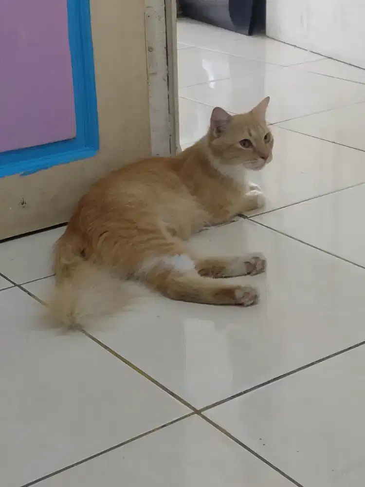 Di jual kucing anggora 200rb nego