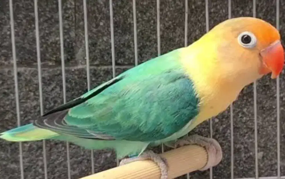 Lovebird biola Aqua prospek