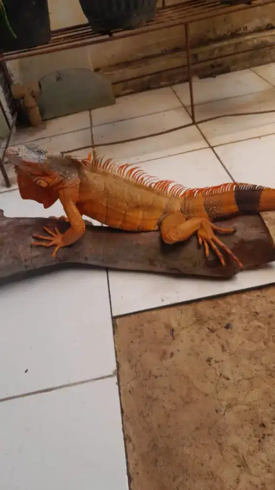 Sepasang iguana