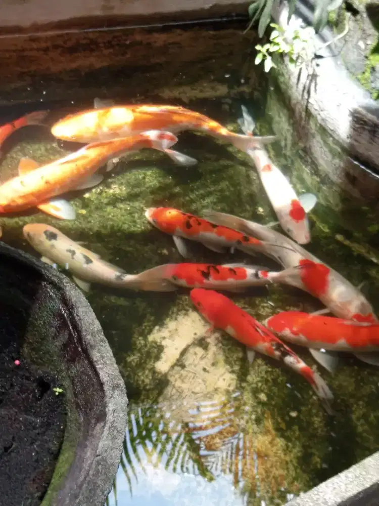 Dijual cpt bisa ecer ada 11 ekor ikan koi dan 2 buah filter bisa nego