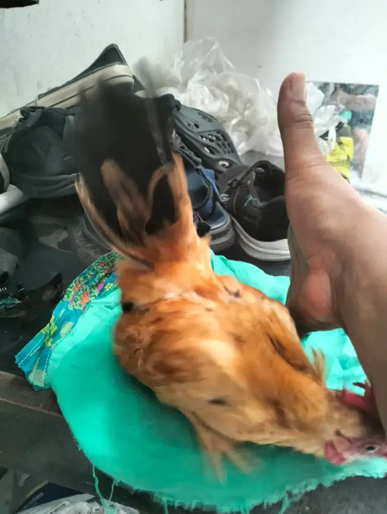 Ayam serama sepasang