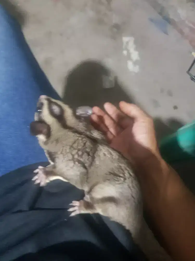 jual sugar glider