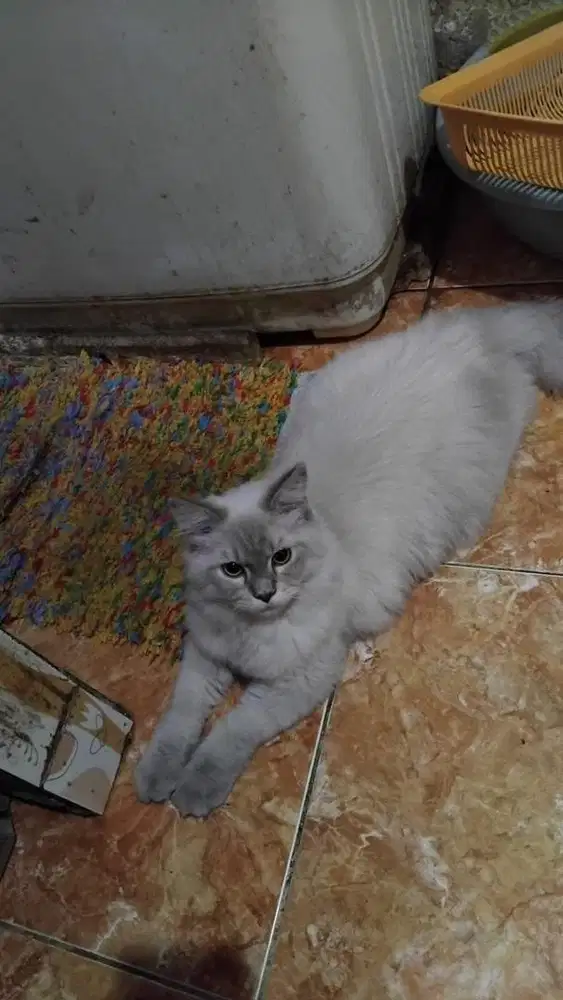 Kucing himalaya