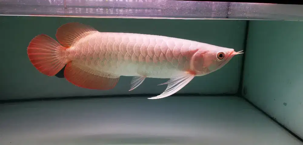 Arowana Sr 36-38cm