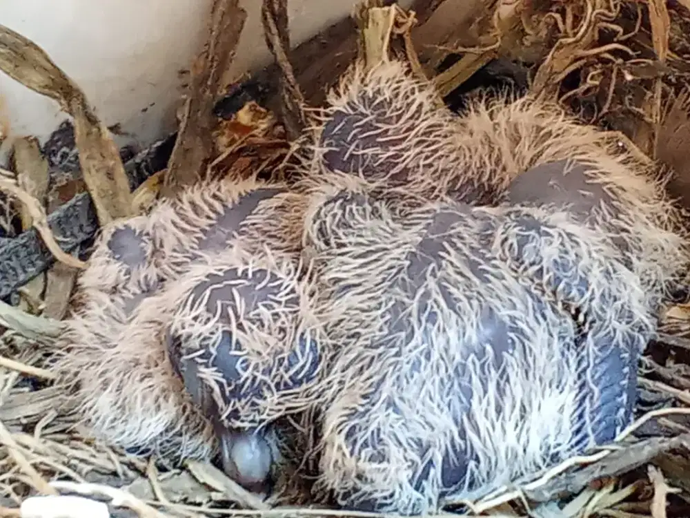 Baby perkutut perkutut dan perkutut