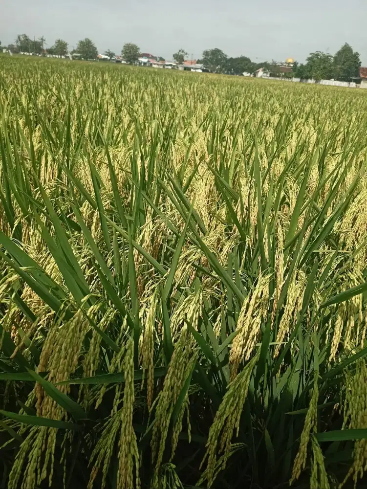 DIJUAL SAWAH SHM 16.410 M² KUTAMUKTI KUTAWALUYA KARAWANG – PRODUKTIF