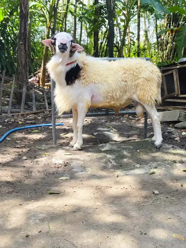 Kambing Qurban Super jumbo