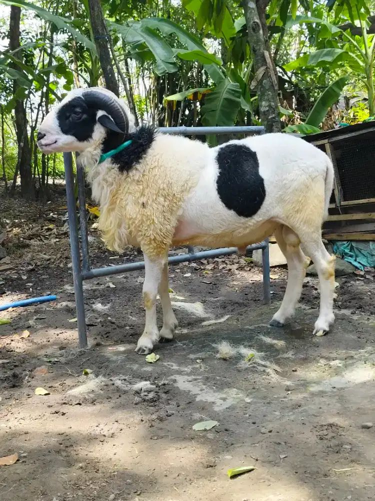 Kambing Qurban super gemuk