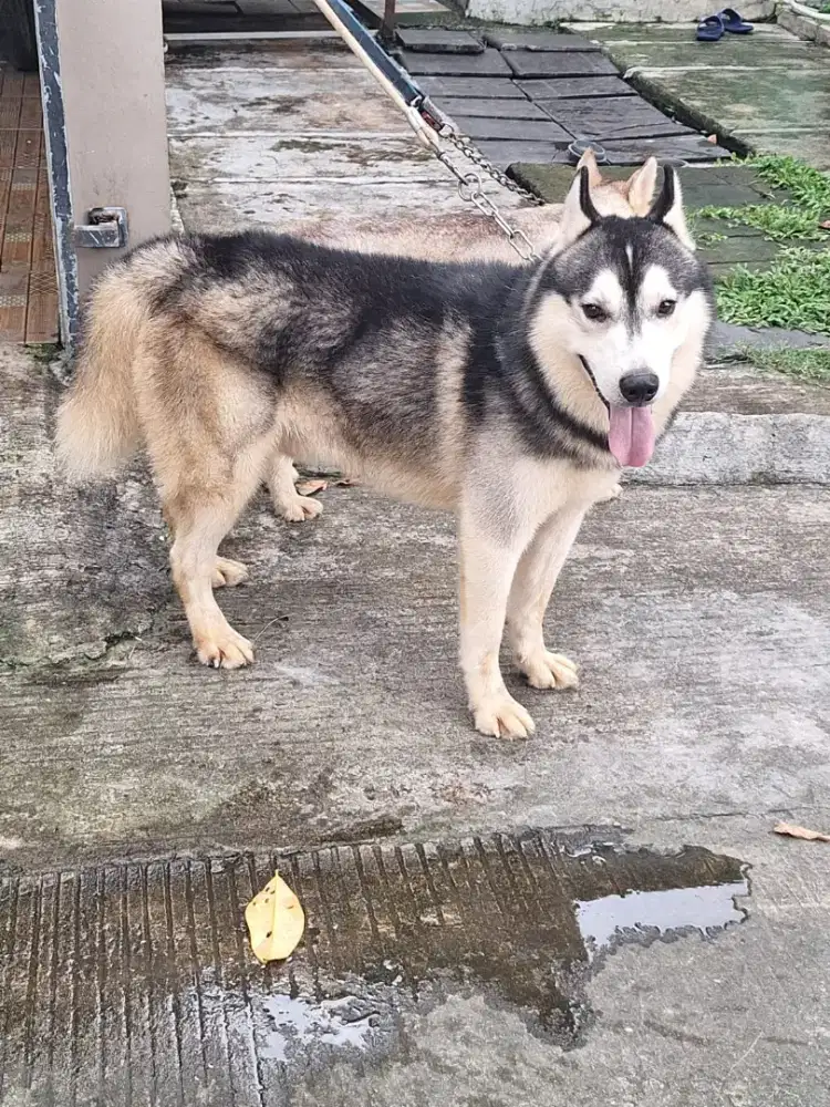 Dijual husky jantan dewasa