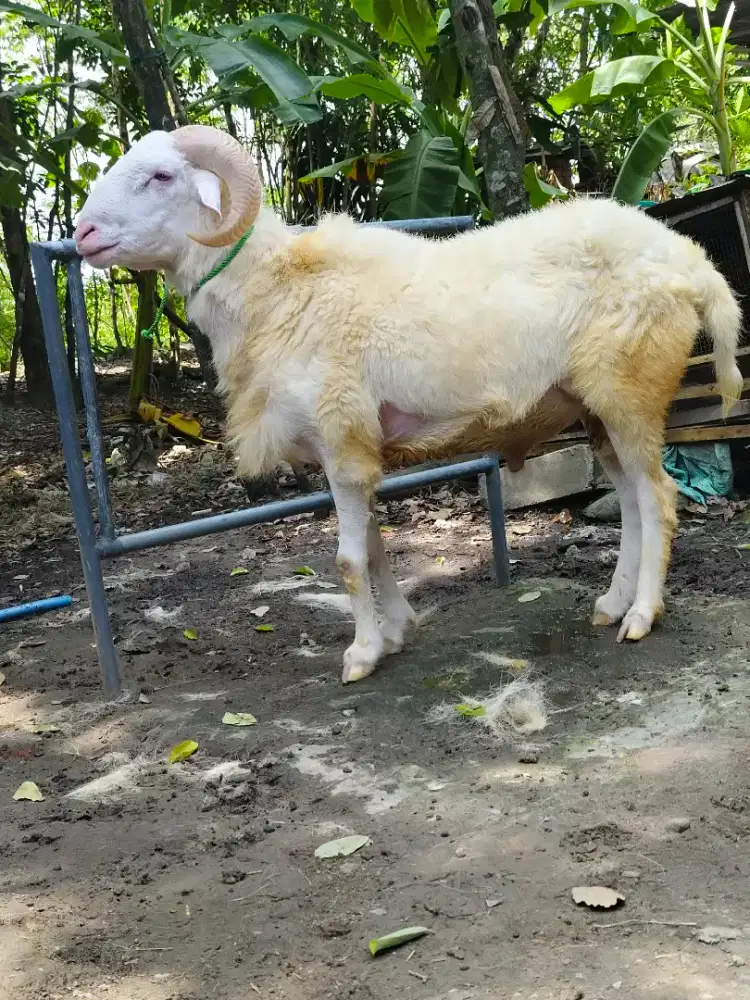 Kambing Qurban gemuk ganteng