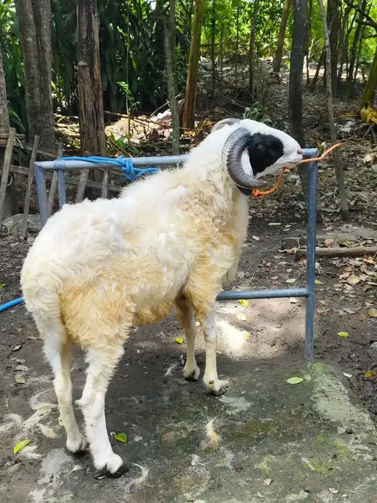 Kambing Qurban jumbo
