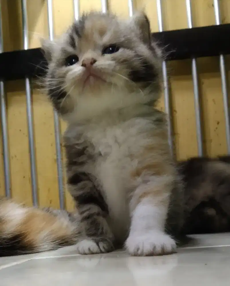 British Golden Mix Persia Betina