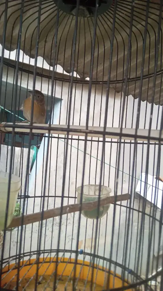 Burung Jenggot mini Jantan Gacoran