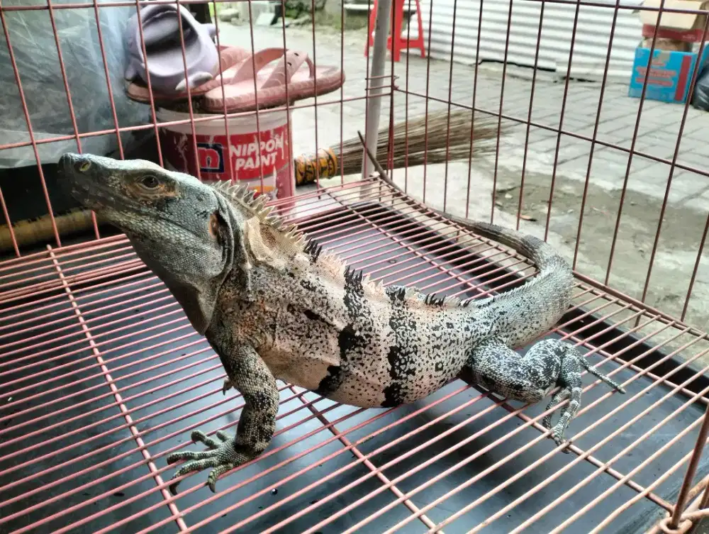Similis iguana sepasang
