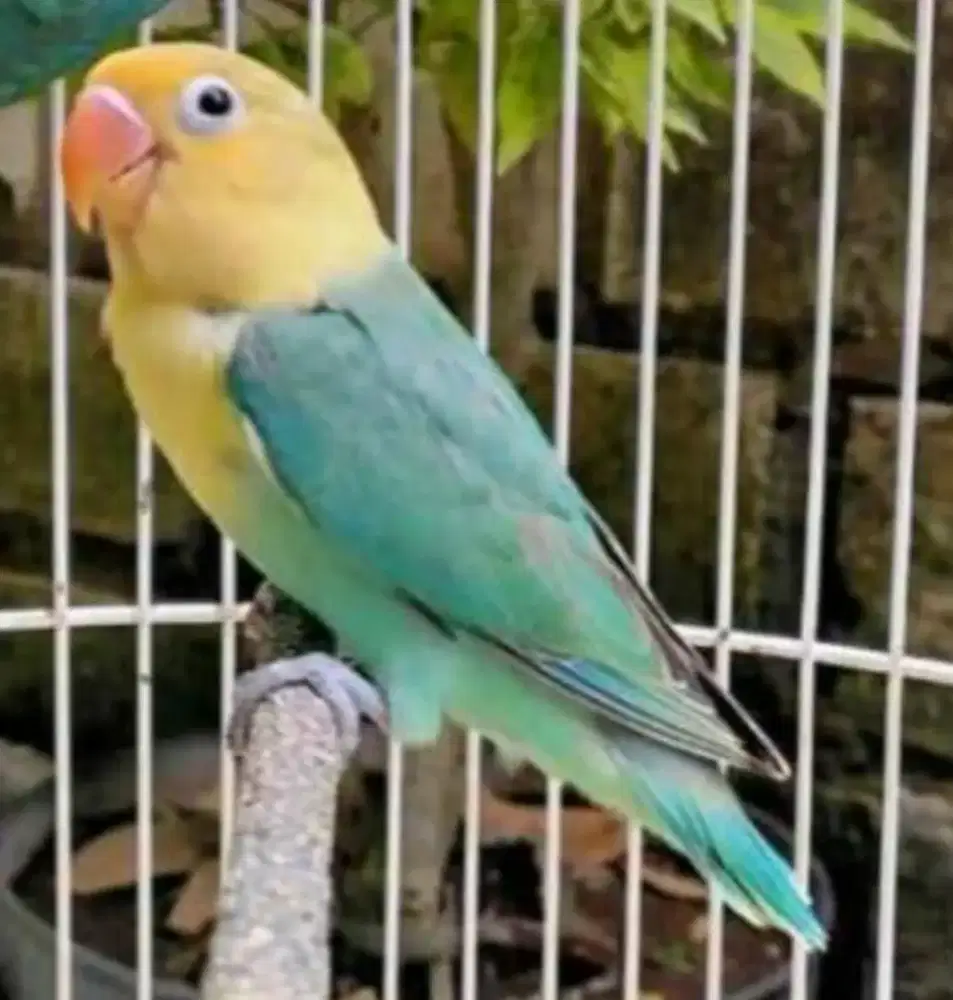 Lovebird biola Aqua prospek