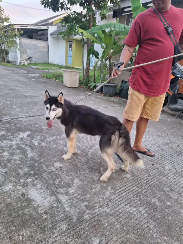 Dijual husky betina