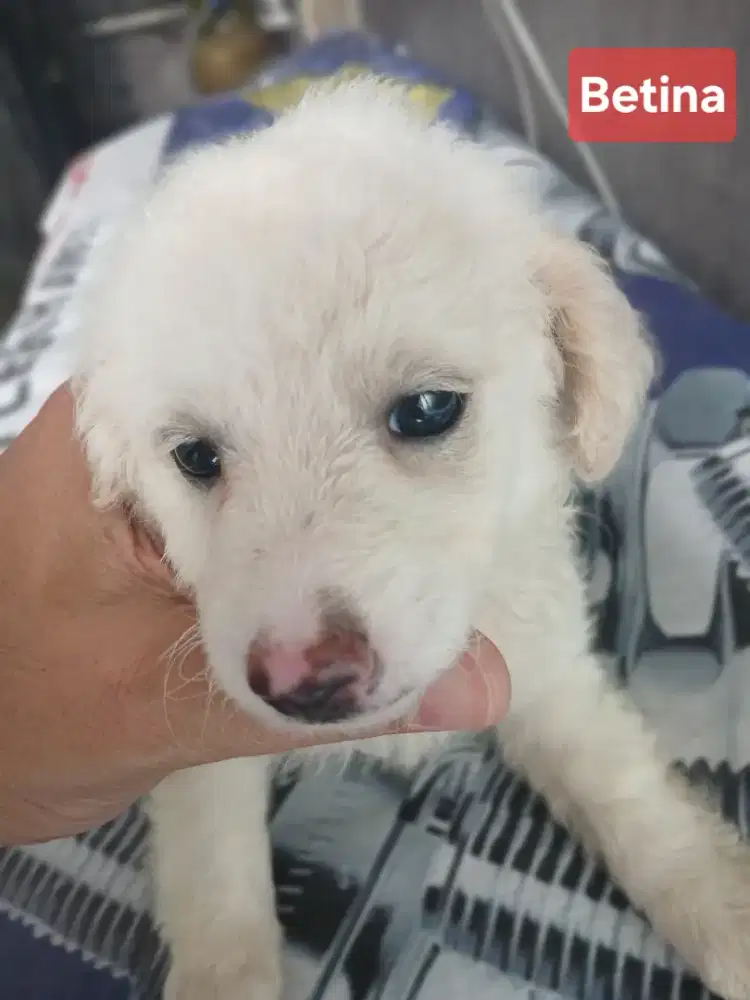 Anak anjing mix Poodle dan Maltipoo