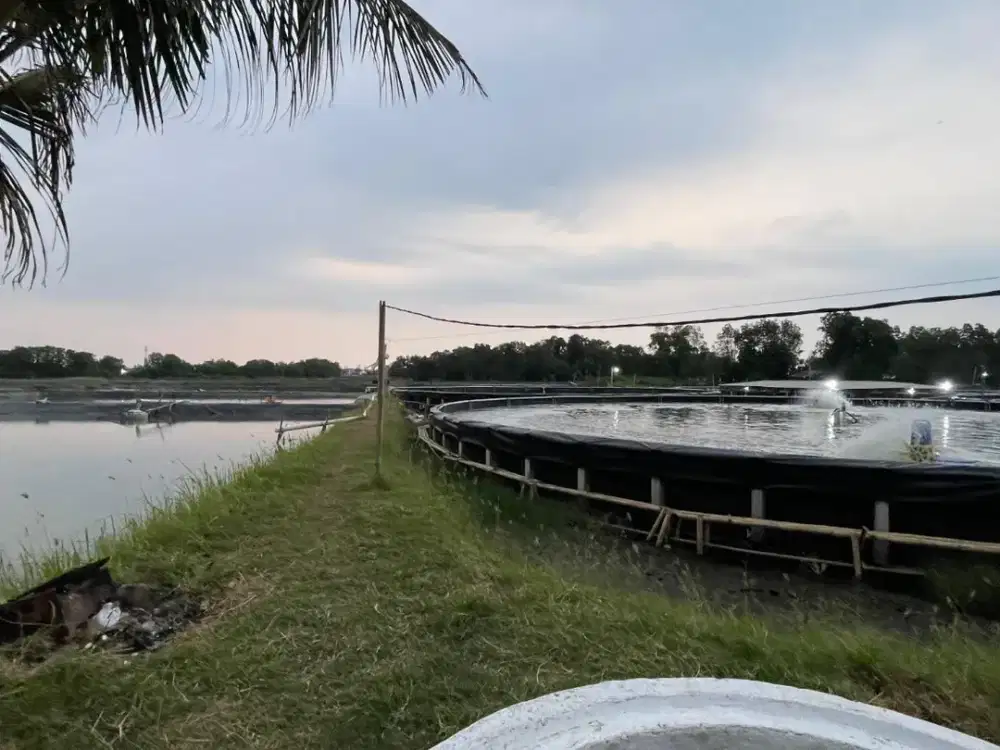 Lahan Tambak Udang di Pekalongan