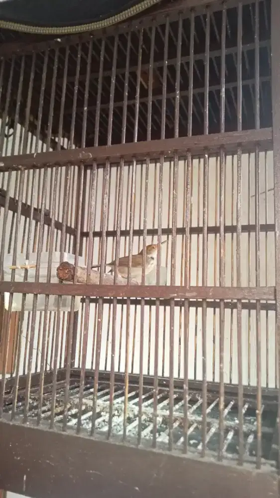 Burung Prenjak Bawah Gacoran