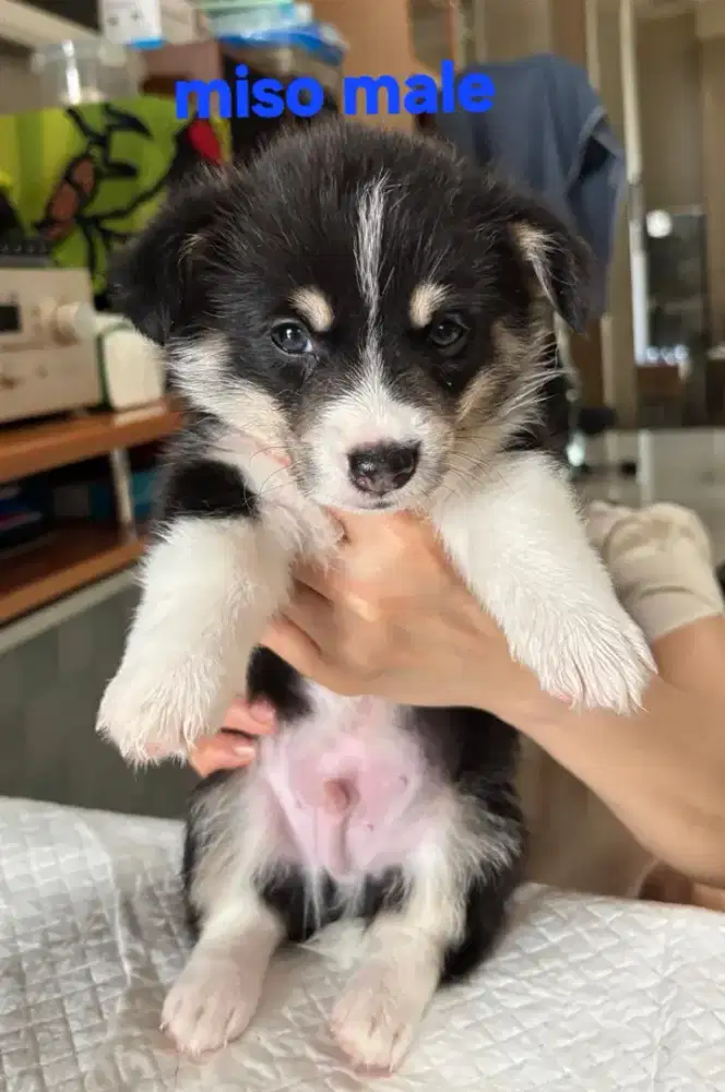 Puppies Wels corgie tri colour