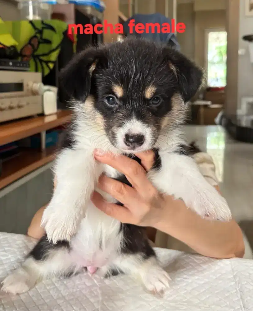 Puppies Wels corgie tri colour