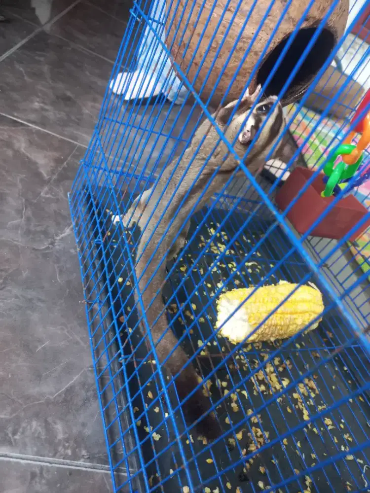 Sugar Glider, jantan