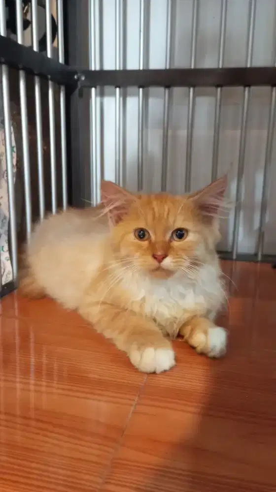 Kucing Oyen Anak Mix Maincone