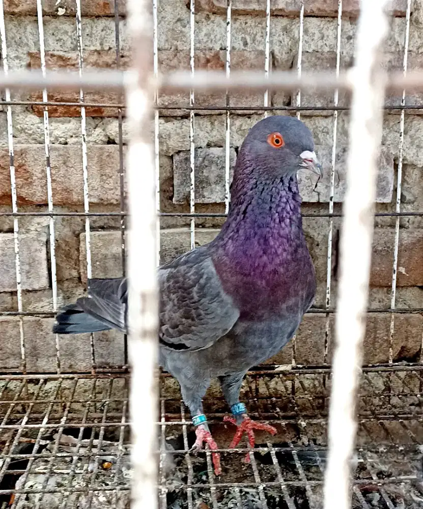 Merpati Jantan PMTI Double Ring