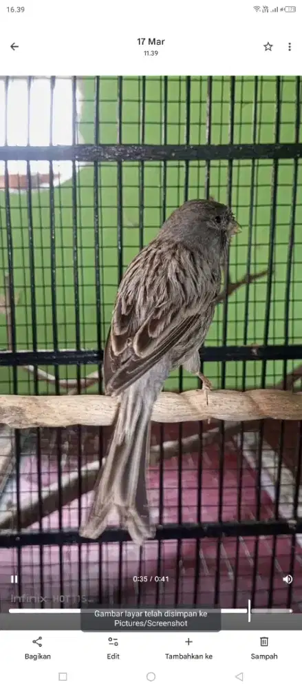 Kenari F1 Starblue muka barong gacor