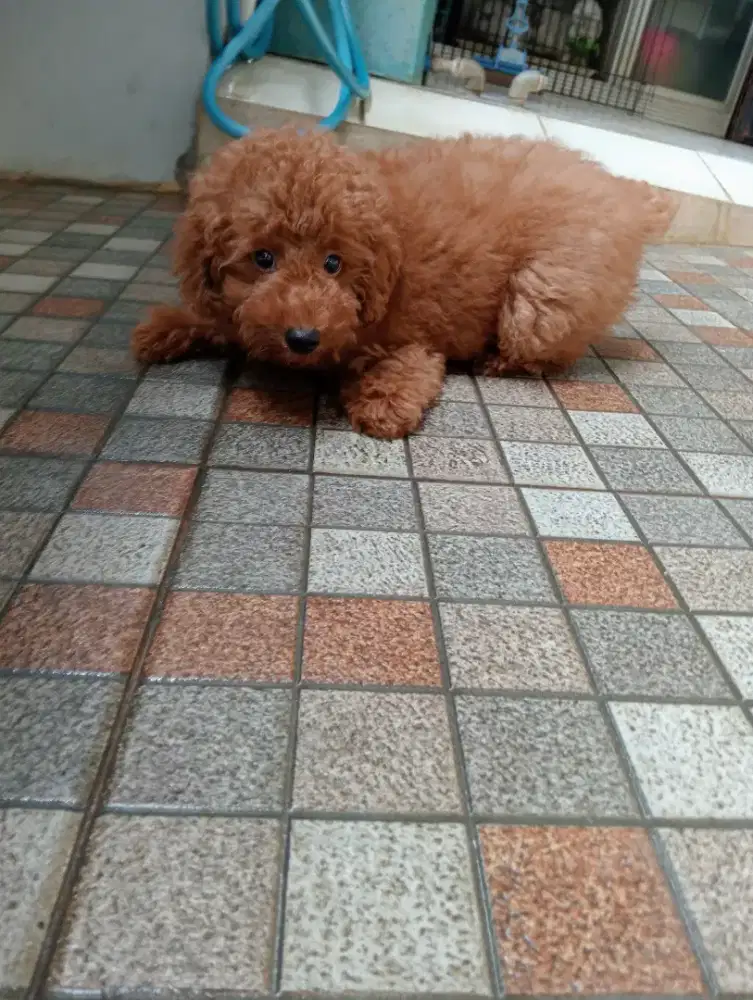 Puppy mini poodle jantan