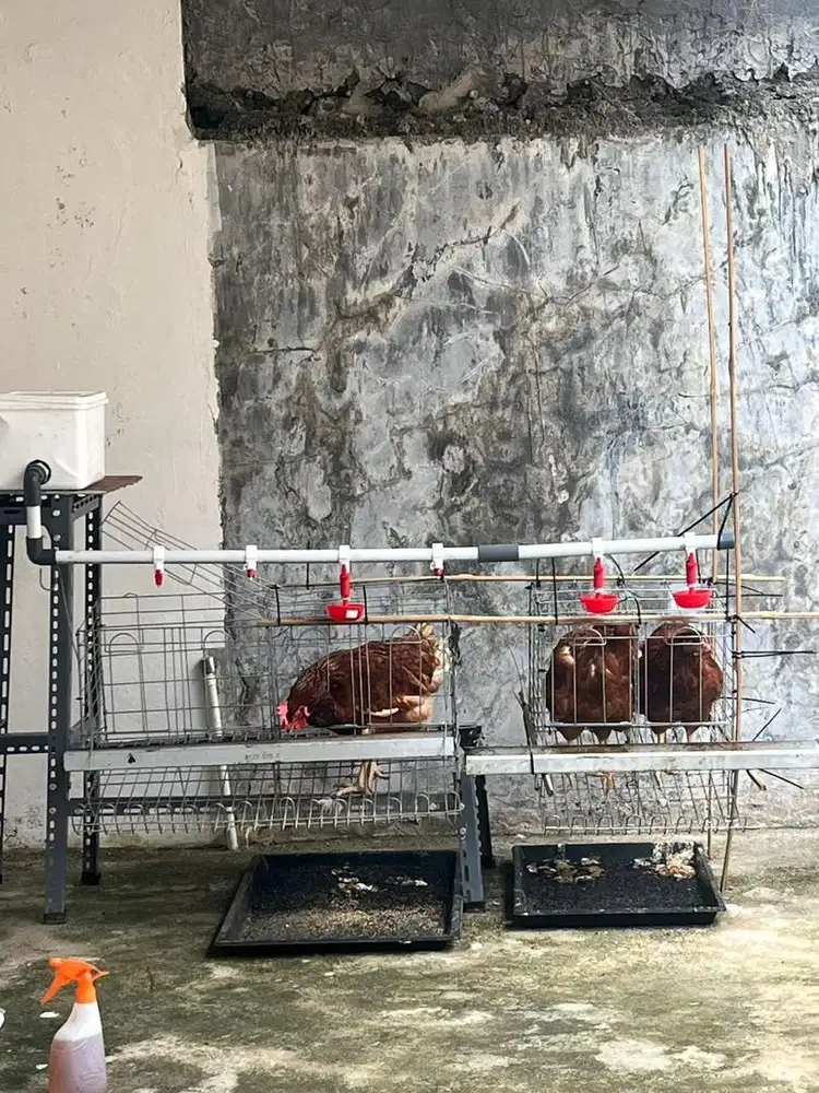 Ayam Petelur per Ekor