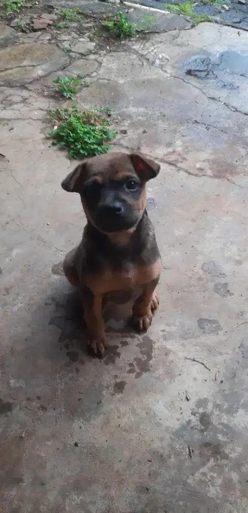 Anakan anjing kampung