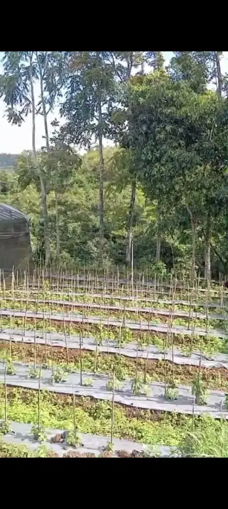 Jual tanah pinggir jln raya paralayang lt 247m harga 320jt nego