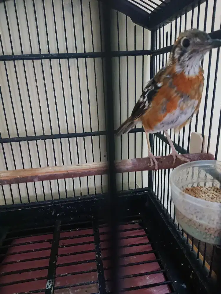 Anis cendana kondisi mabung