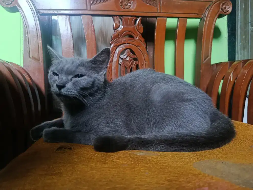 Betina Blue Solid Siap Breeding