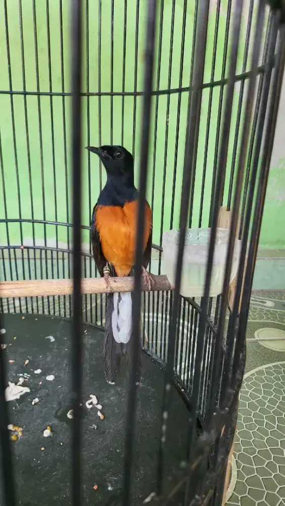 Murai f4 jantan gacor Isian cililin