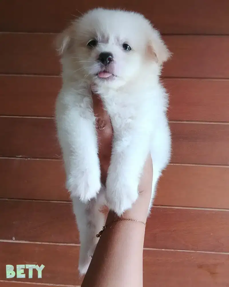 Puppy betyna 2 bulan