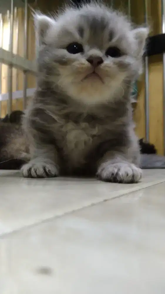 Kitten British Longhair Abu Jantan