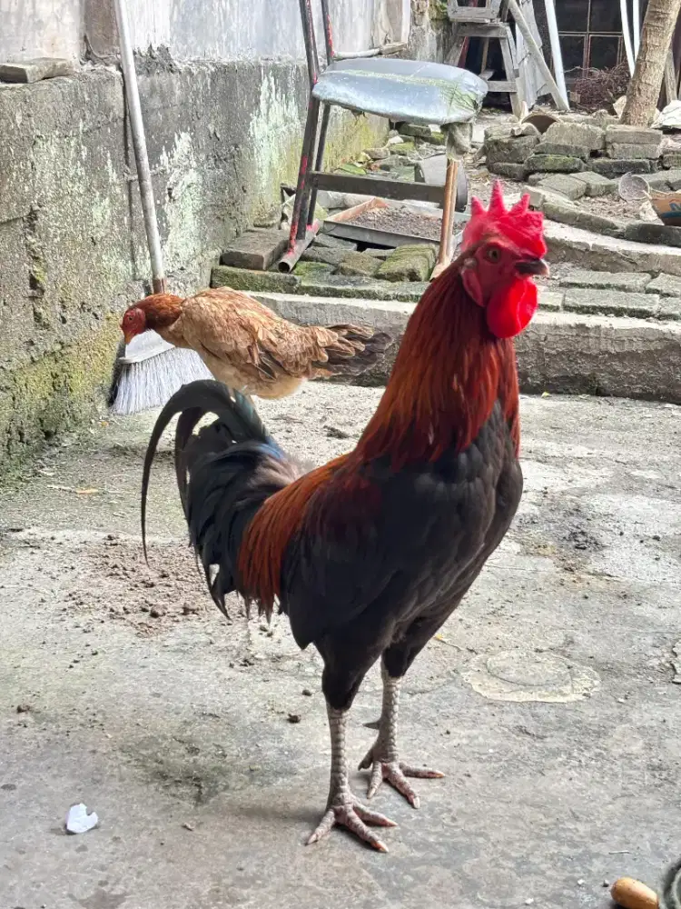 JUAL AYAM JANTAN KETAWA DEWASA