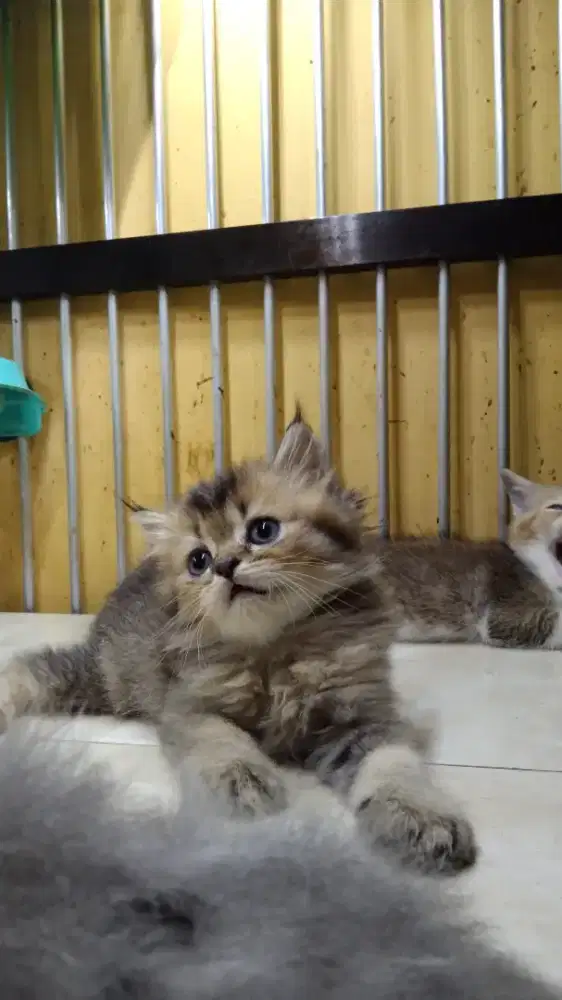 British Longhair Jantan Golden