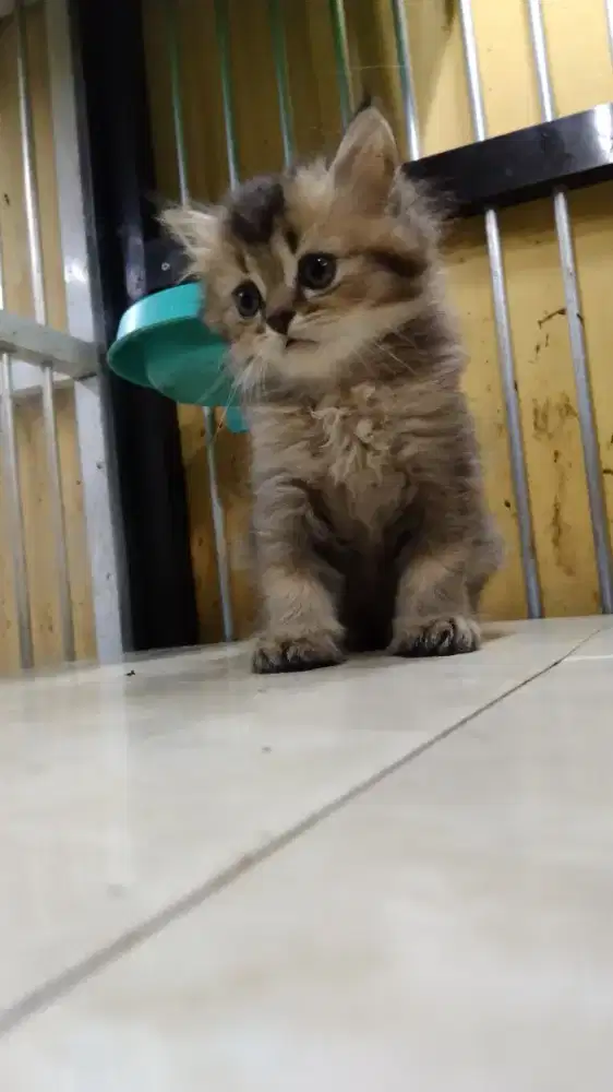 British Golden Longhair Jantan