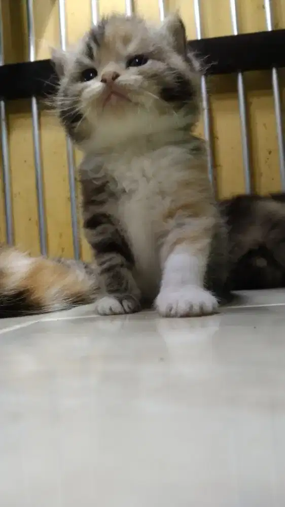 British Mix Persia Betina