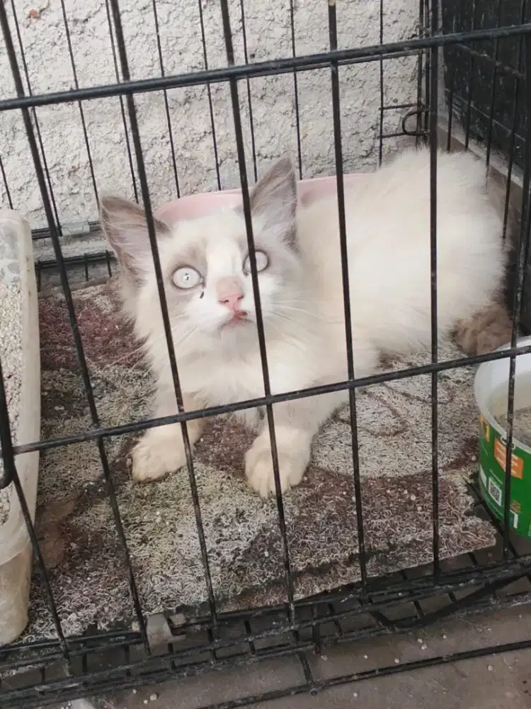 Kucing Ragdol campuran himalaya