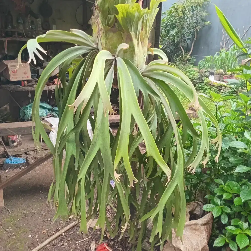 Tanaman Tanduk Rusa Besar 1 Meter