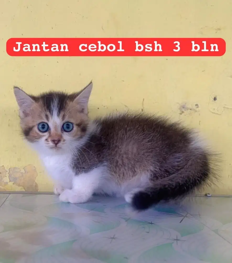 Kucing ras cebol x bsh bukan x persia ya