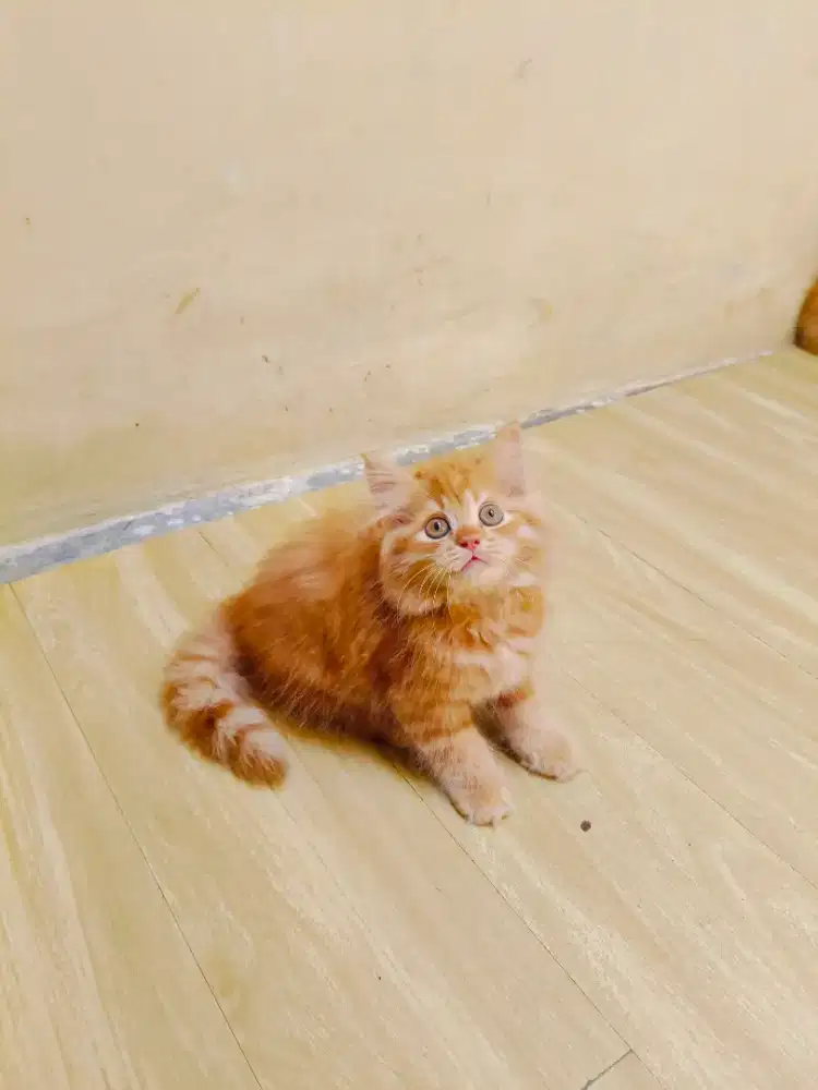 Dua kitten Persia oyen