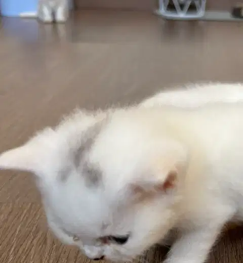 British Short Hair kucing warna putih