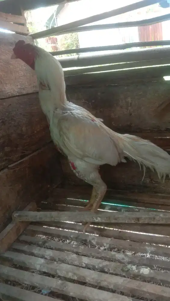 Ayam Siam putih semua